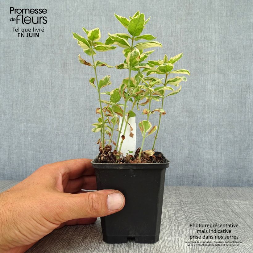 Exemplaar van Lysimachia punctata Alexander - Puntwederik Kweekpotje van 8/9 cm zoals geleverd in de zomer