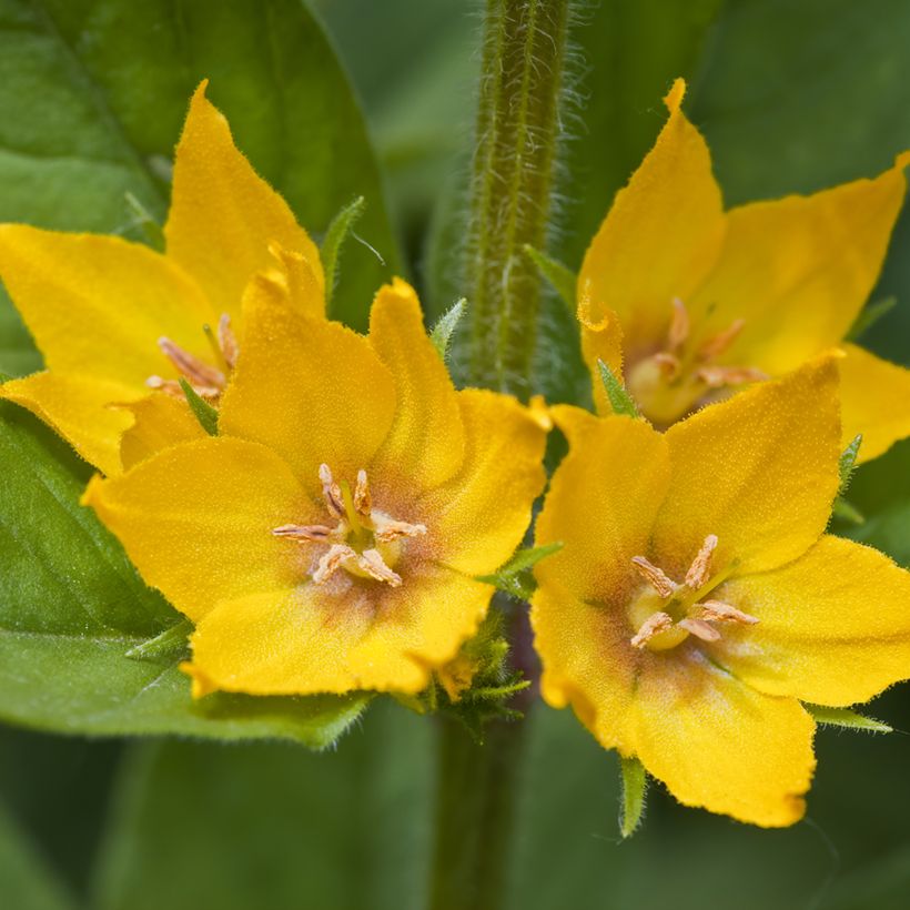 Lysimachia punctata - Puntwederik (Bloei)