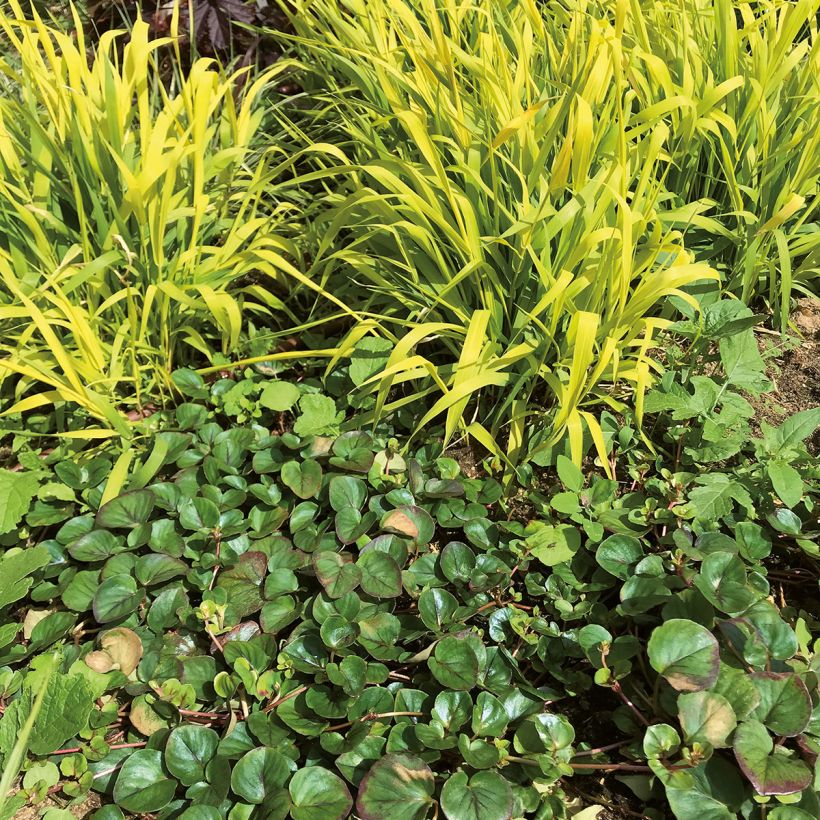 Lysimachia Sunburst - Kruipende wederik (Groeiplaats)