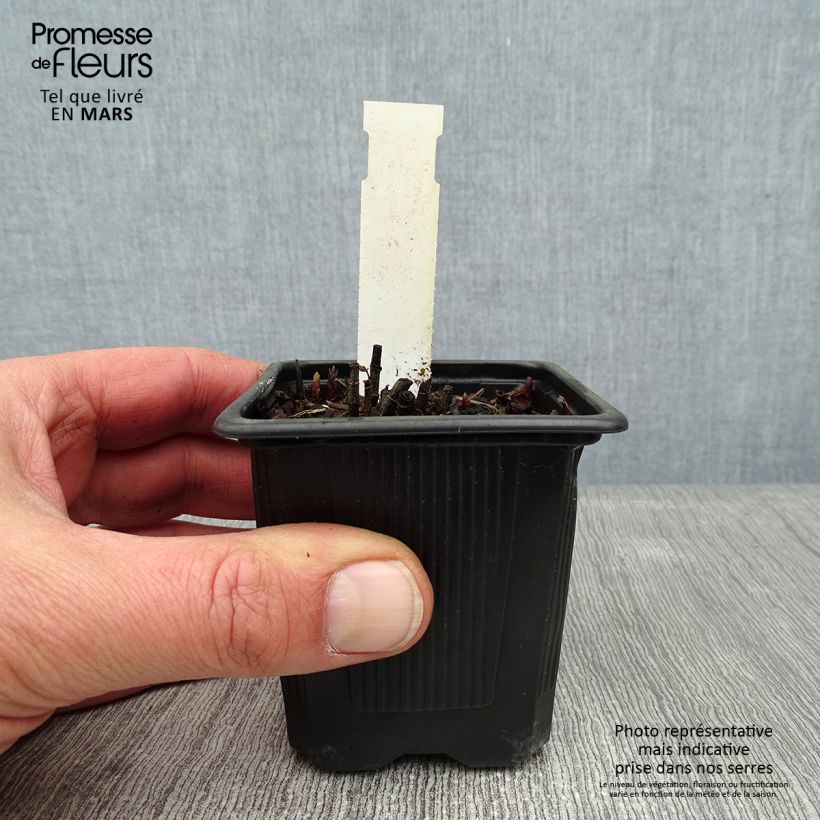 Example of Lysimachia vulgaris - Lysimaque commune  Kweekpotje van 8/9 cm as you get in hiver