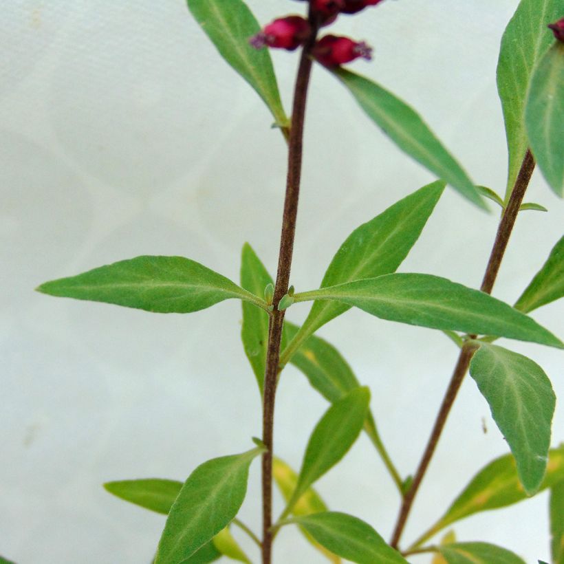Lysimachia atropurpurea Beaujolais - Wederik (Foliage)
