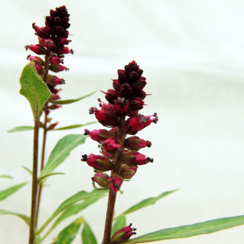 Lysimachia atropurpurea Beaujolais - Wederik (Flowering)