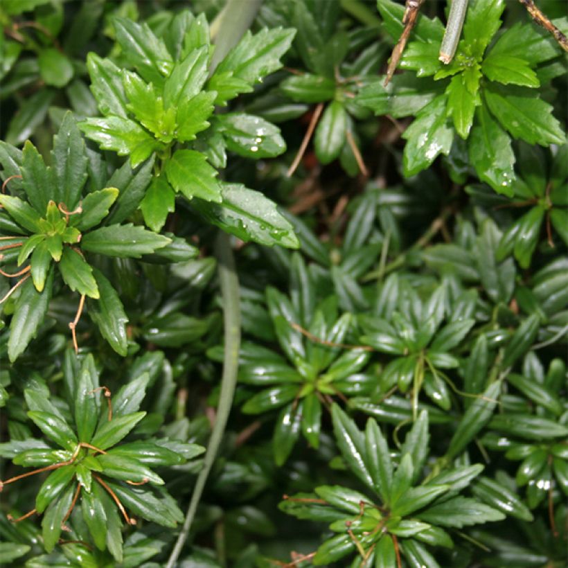 Lysionotus pauciflorus - Lysionotus (Foliage)