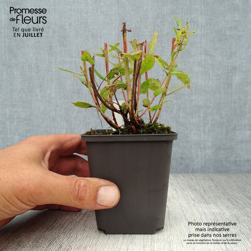 Exemplaar van Lythrum salicaria Blush - Grote kattenstaart Kweekpotje van 8/9 cm zoals geleverd in de zomer