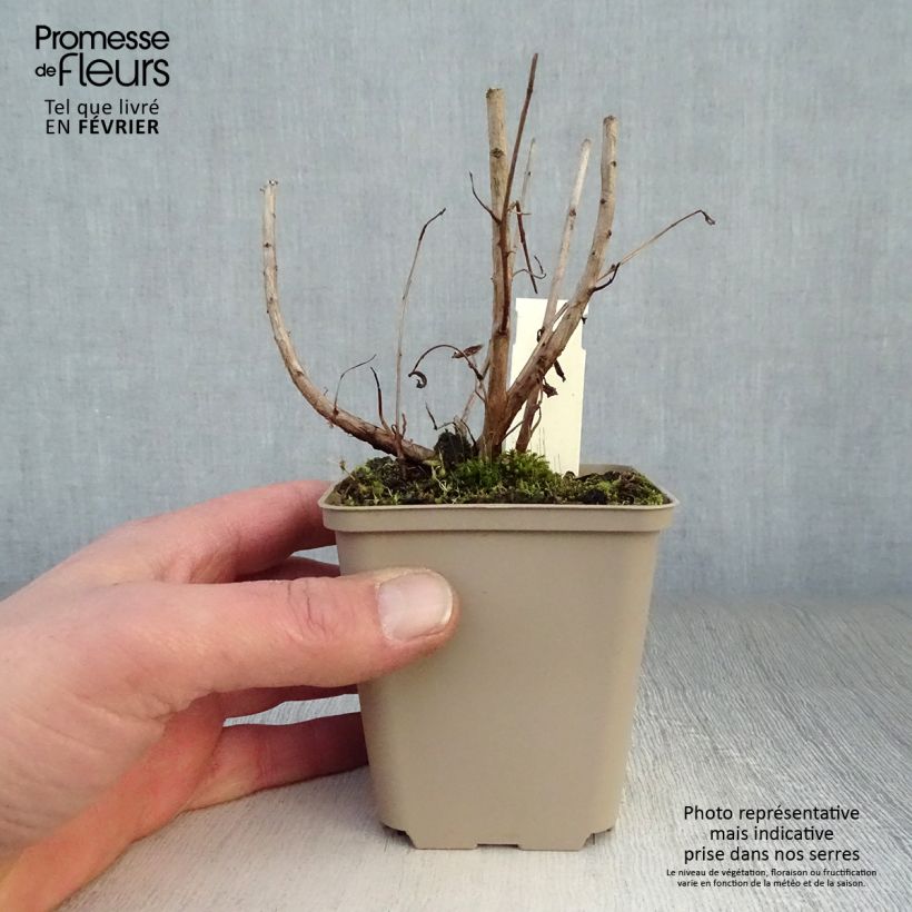 Example of Lythrum salicaria Blush - Salicaire commune Kweekpotje van 8/9 cm as you get in hiver