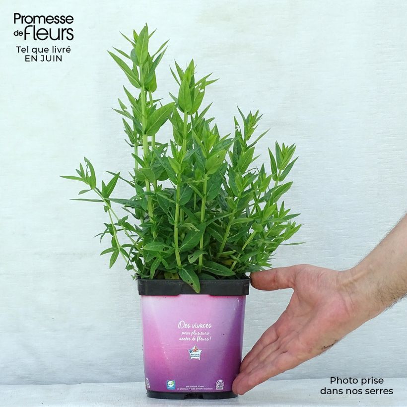Exemplaar van Lythrum salicaria Robert - Grote kattenstaart Pot van 2 l/3 l zoals geleverd in de zomer