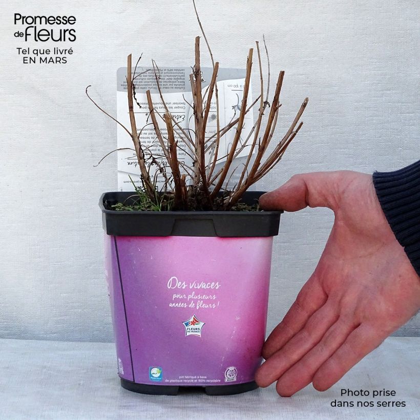 Exemplaar van Lythrum salicaria Robert - Grote kattenstaart Pot van 2 l/3 l zoals geleverd in de lente