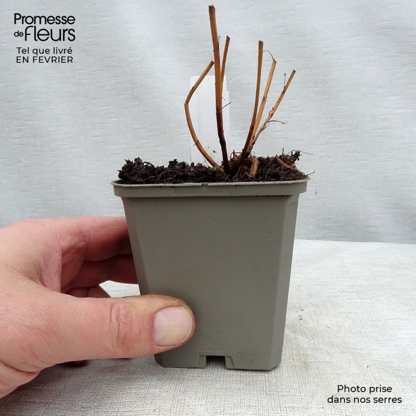 Example of Lythrum salicaria Robert - Salicaire commune Kweekpotje van 8/9 cm as you get in hiver