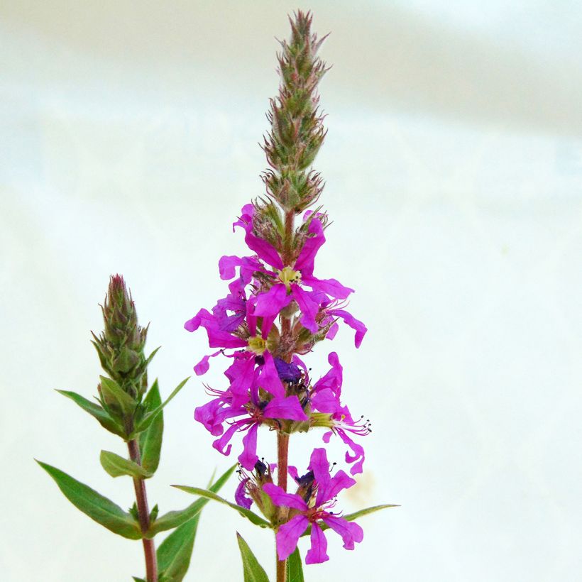 Lythrum salicaria - Grote kattenstaart (Flowering)
