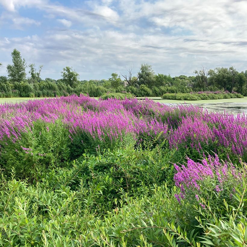Lythrum salicaria - Grote kattenstaart (Groeiplaats)