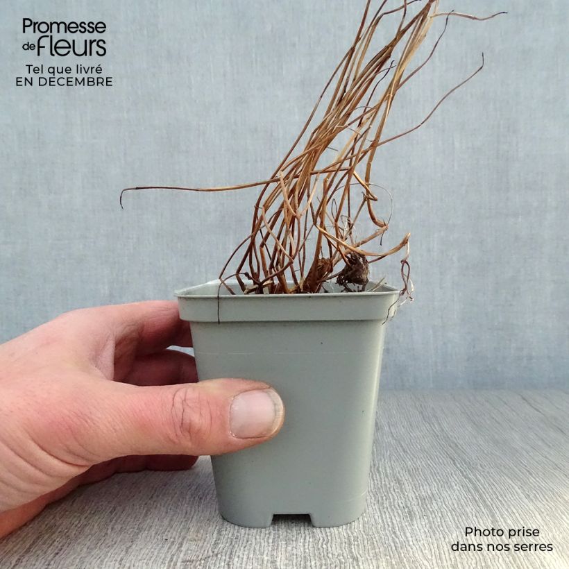 Example of Lythrum salicaria - Salicaire Kweekpotje van 8/9 cm as you get in hiver