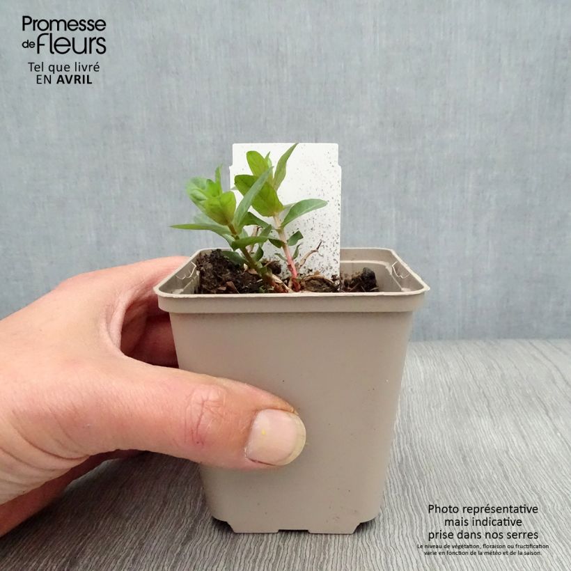 Exemplaar van Lythrum salicaria - Grote kattenstaart Kweekpotje van 8/9 cm zoals geleverd in de lente