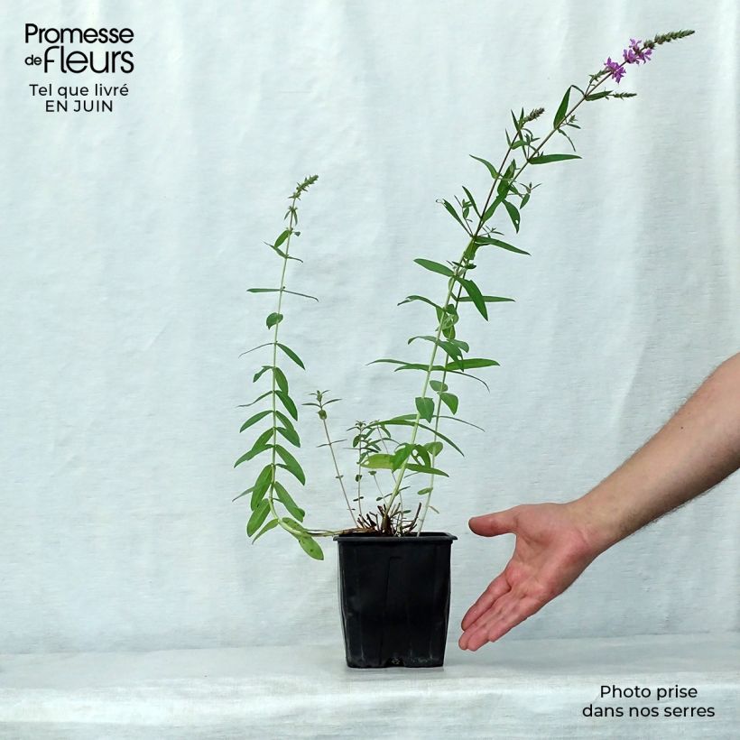 Exemplaar van Lythrum salicaria - Grote kattenstaart Pot van 2 l/3 l zoals geleverd in de zomer