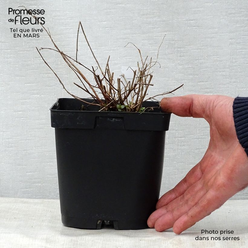 Exemplaar van Lythrum salicaria - Grote kattenstaart Pot van 2 l/3 l zoals geleverd in de lente