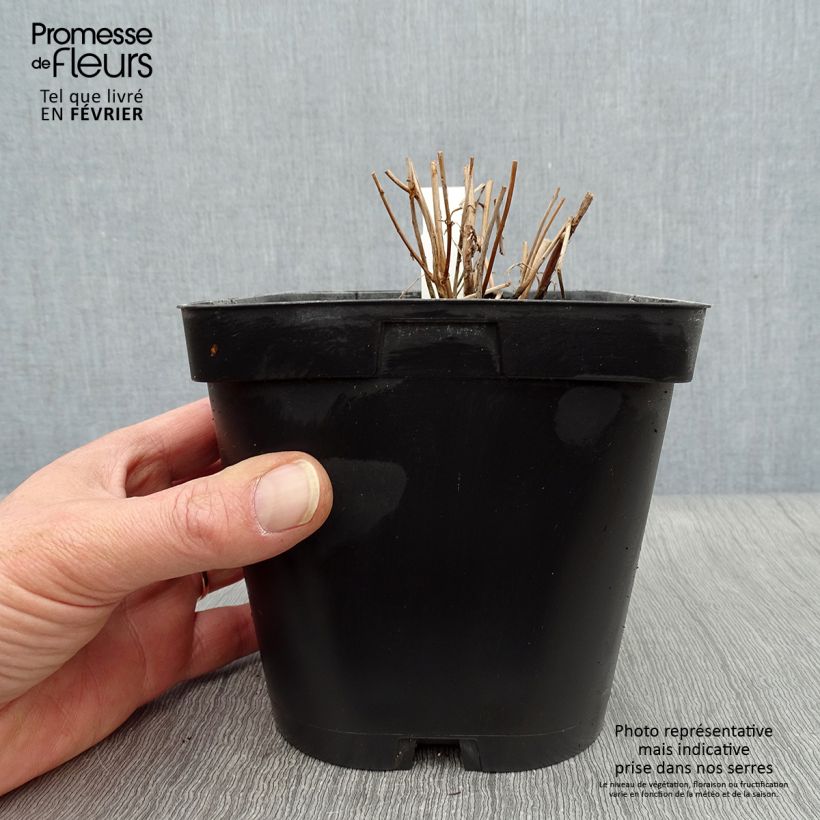 Example of Lythrum salicaria - Salicaire Pot van 2 l/3 l as you get in hiver