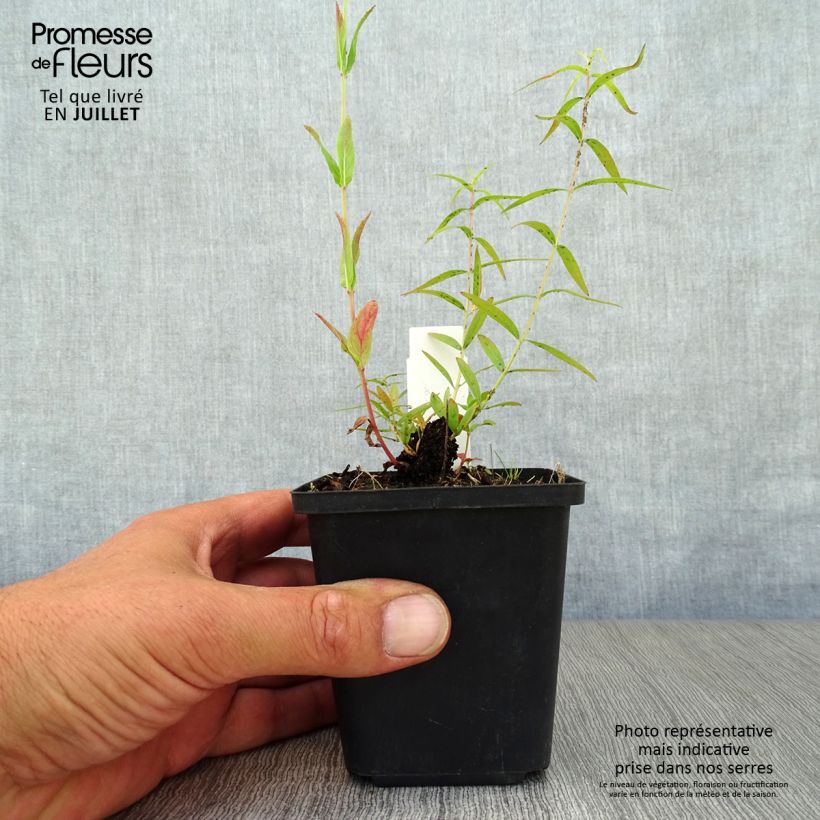 Exemplaar van Lythrum salicaria Swirl - Grote kattenstaart Kweekpotje van 8/9 cm zoals geleverd in de zomer