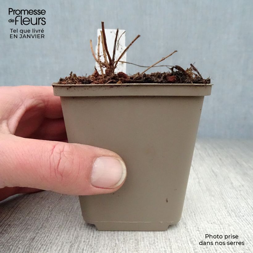 Example of Lythrum salicaria Swirl - Grote kattenstaart Kweekpotje van 8/9 cm as you get in hiver