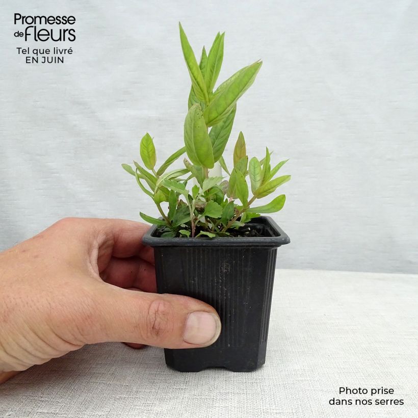 Exemplaar van Lythrum salicaria The Beacon - Grote kattenstaart Kweekpotje van 8/9 cm zoals geleverd in de zomer