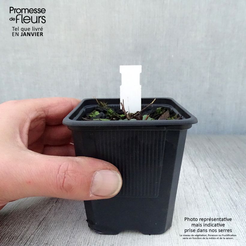 Example of Lythrum salicaria The Beacon - Salicaire commune The Beacon  Kweekpotje van 8/9 cm as you get in hiver