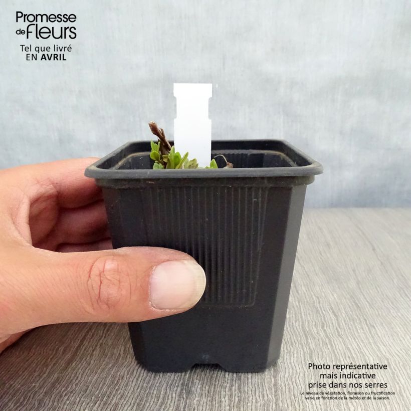 Exemplaar van Lythrum salicaria The Beacon - Grote kattenstaart Kweekpotje van 8/9 cm zoals geleverd in de lente