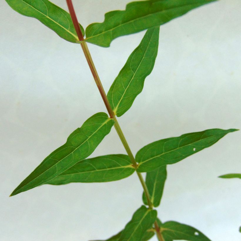 Lythrum virgatum Dropmore Purple - Roedekattenstaart (Foliage)