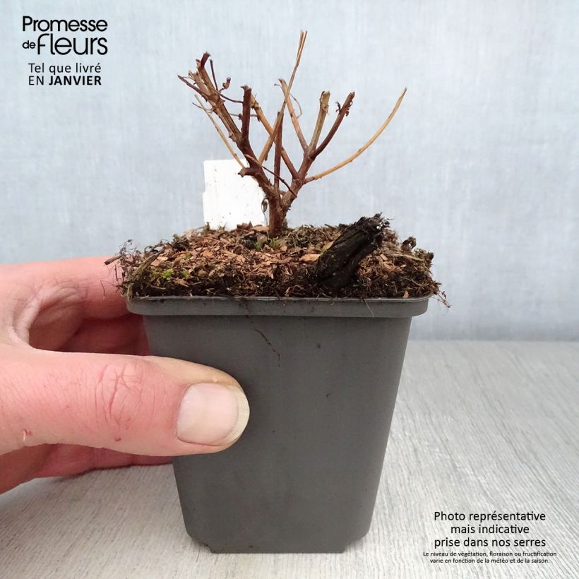 Example of Lythrum virgatum Dropmore Purple - Roedekattenstaart Kweekpotje van 8/9 cm as you get in hiver