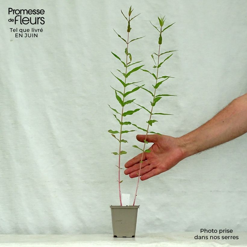Exemplaar van Lythrum virgatum Dropmore Purple - Roedekattenstaart Kweekpotje van 8/9 cm zoals geleverd in de zomer