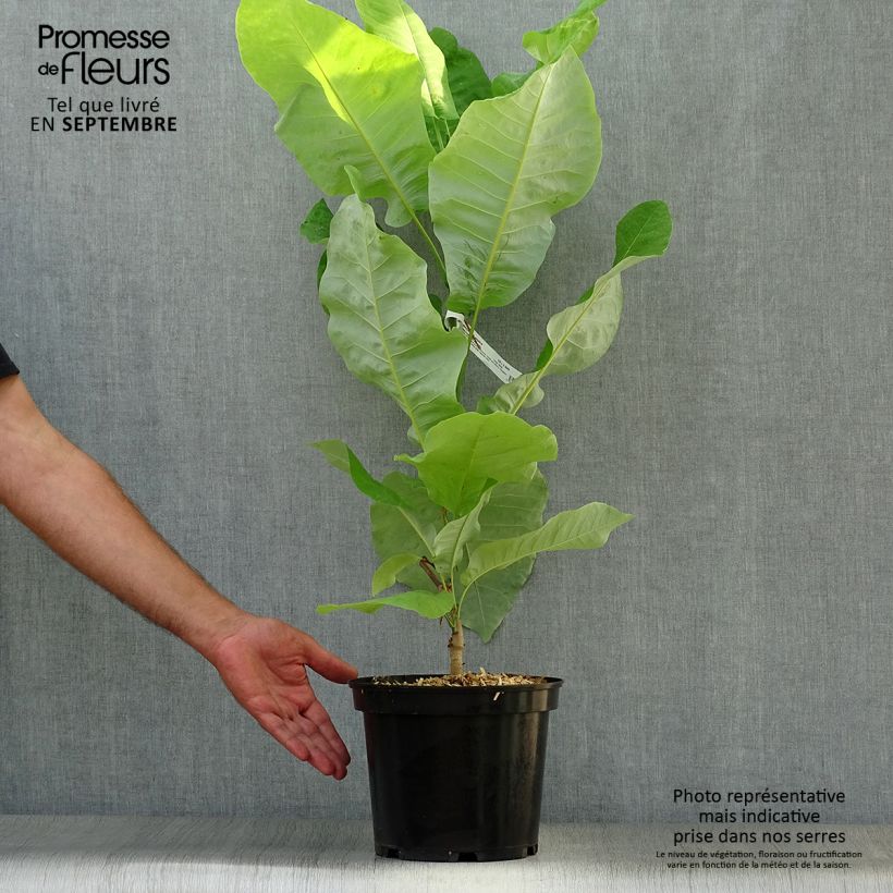 Exemplaar van Magnolia macrophylla ashei - Grootbladige magnolia Pot van 4 l/5 l zoals geleverd in de herfst