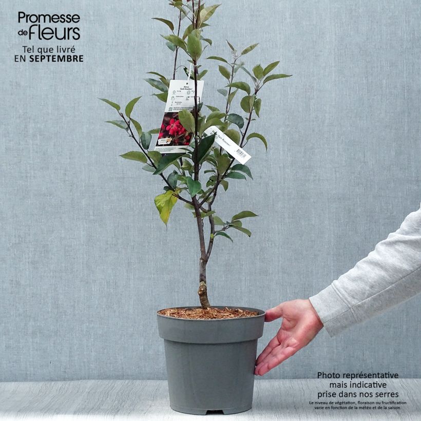 Exemplaar van Malus Dark Rosaleen - Sierappel Pot van 6 l/7 l zoals geleverd in de herfst