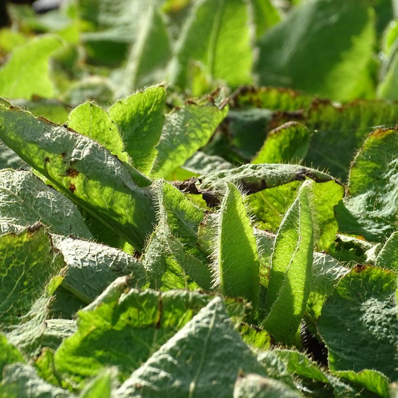 Meconopsis betonicifolia - Blauwe klaproos (Blad)