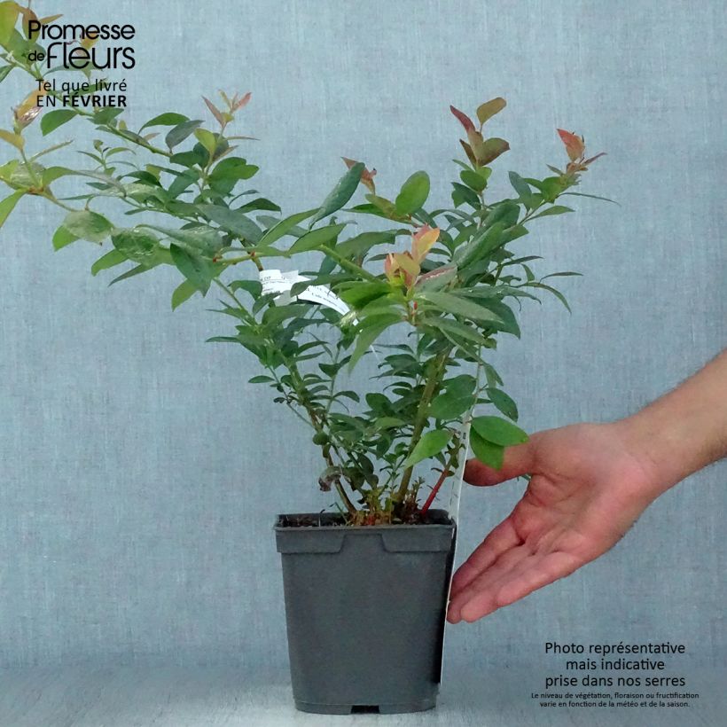Exemplaar van Blauwe bes Atlantic Pot van 1,5 l/2 l zoals geleverd in de herfst