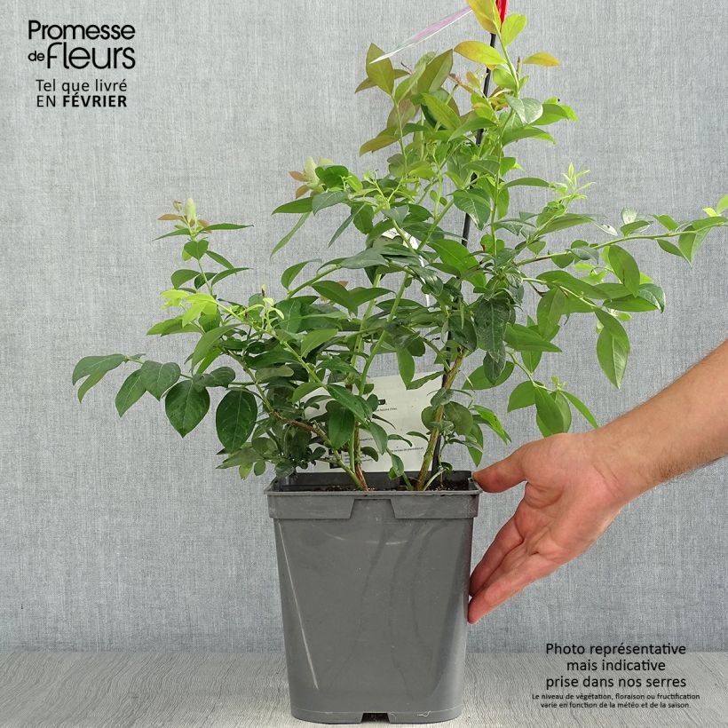 Exemplaar van Blauwe bes Atlantic Pot van 4 l/5 l zoals geleverd in de herfst