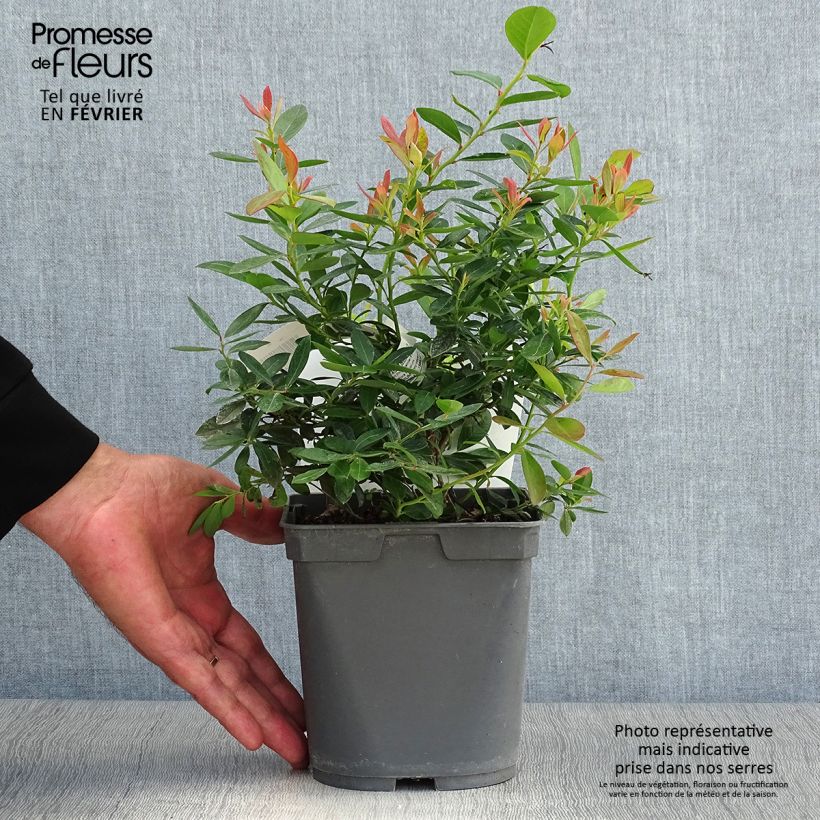 Exemplaar van Blauwe bes Blue Pearl Pot van 2 l/3 l zoals geleverd in de herfst