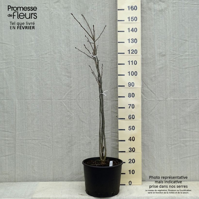 Example of Maackia amurensis Pot van 18 l/20 l as you get in hiver