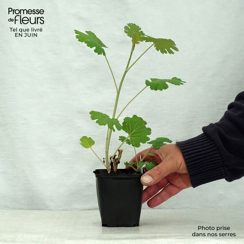 Exemplaar van Macleaya microcarpa Kelway's Coral Plume - Pluimpapaver Kweekpotje van 8/9 cm zoals geleverd in de zomer