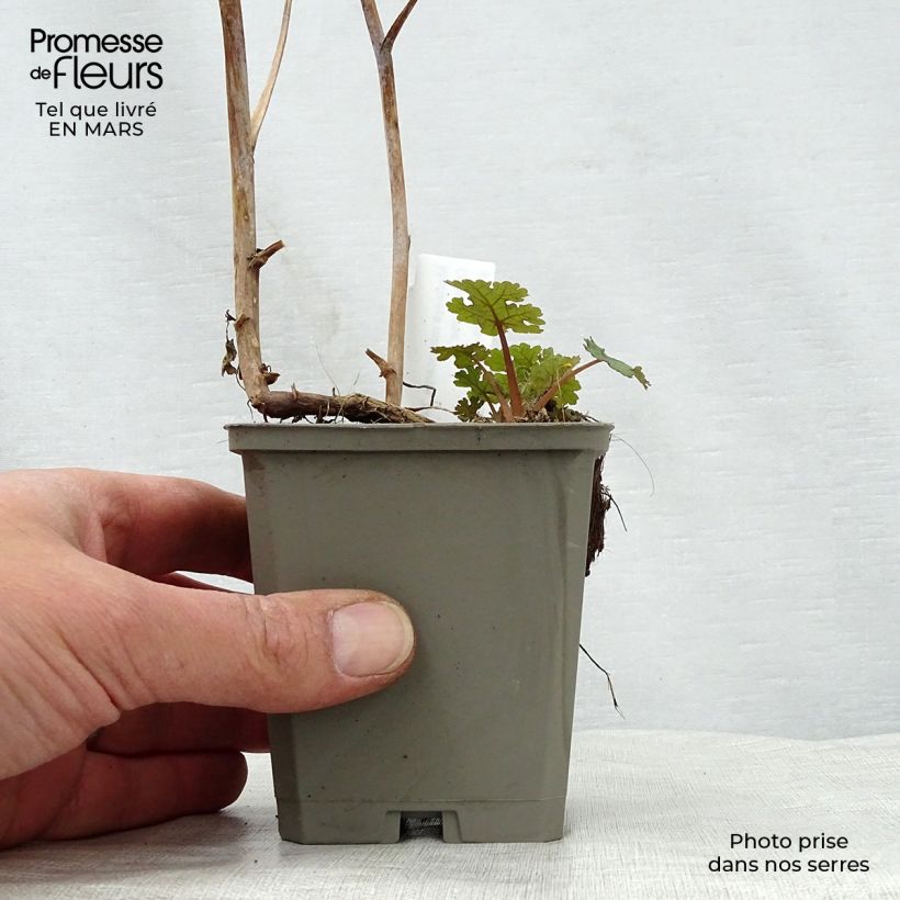 Exemplaar van Macleaya microcarpa Kelway's Coral Plume - Pluimpapaver Kweekpotje van 8/9 cm zoals geleverd in de lente