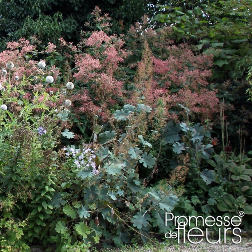 Macleaya microcarpa Spetchley Ruby - Pluimpapaver (Plant habit)