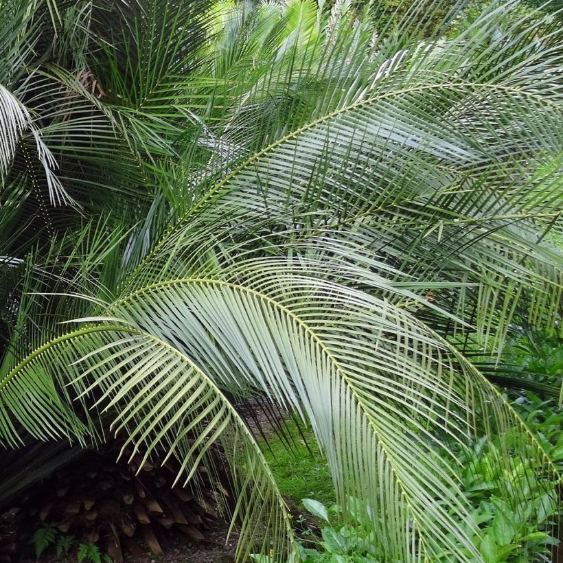 Macrozamia communis - Macrozamia (Foliage)