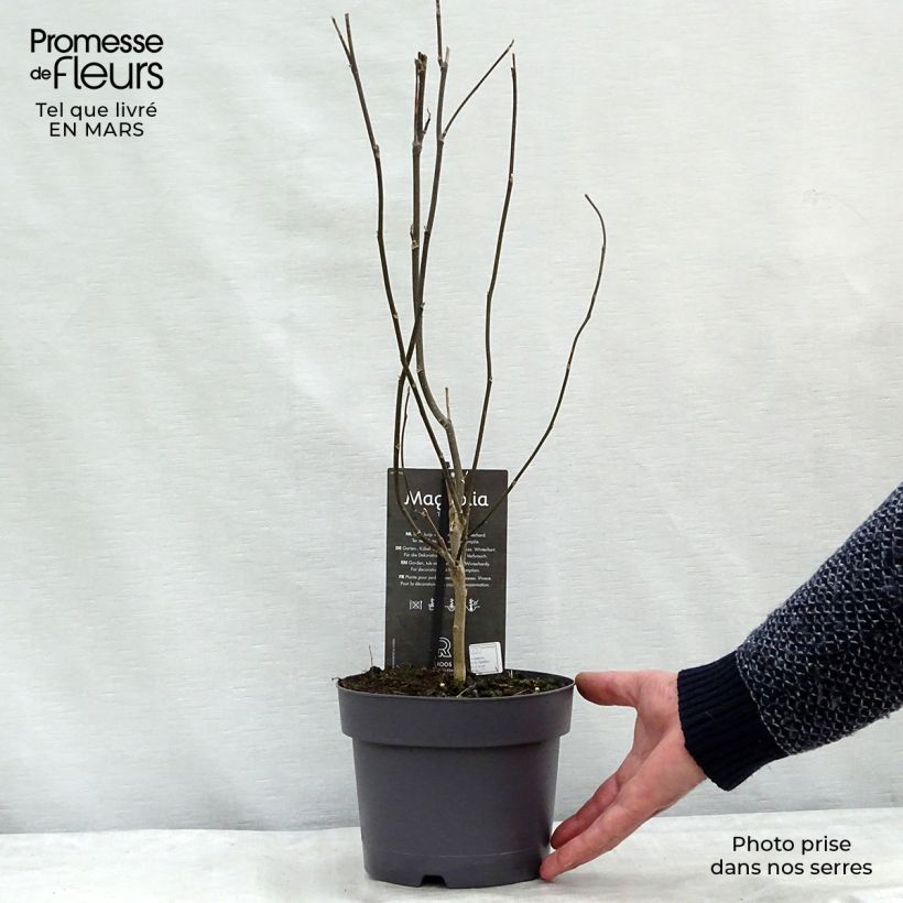 Example of Magnolia Betty Pot van 4 l/5 l as you get in hiver