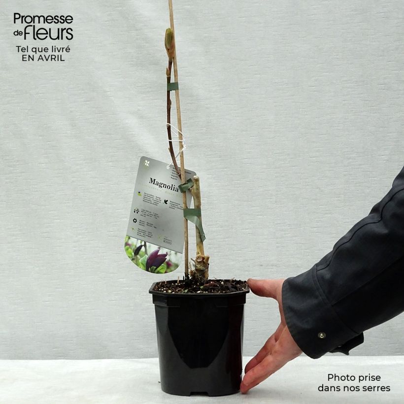 Exemplaar van Magnolia Black Beauty - Beverboom Pot van 2 l/3 l zoals geleverd in de lente