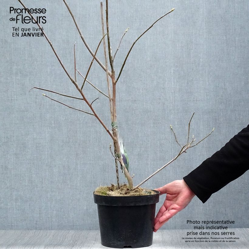 Example of Magnolia Black Beauty - Beverboom Pot van 2 l/3 l as you get in hiver