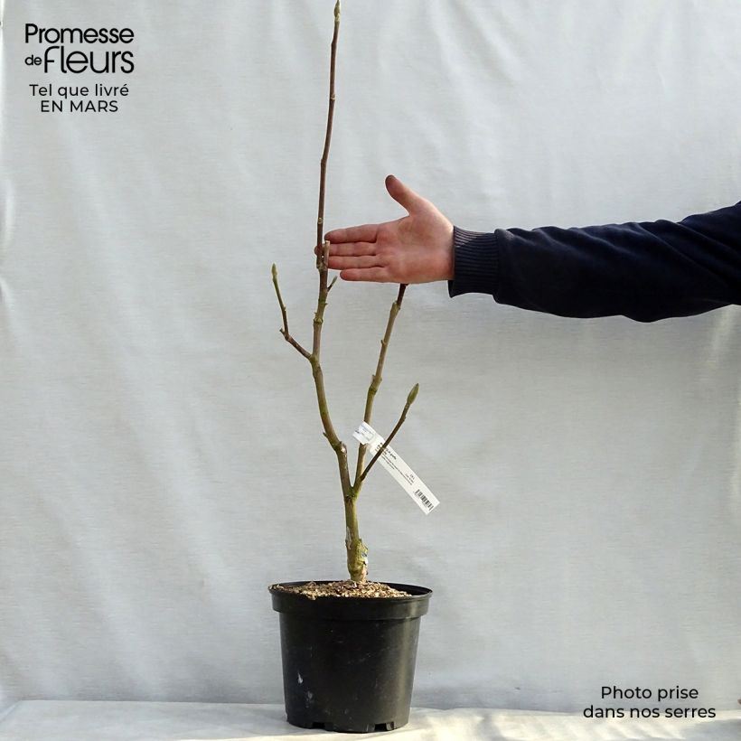 Exemplaar van Magnolia Black Tulip - Beverboom Pot van 4 l/5 l zoals geleverd in de lente