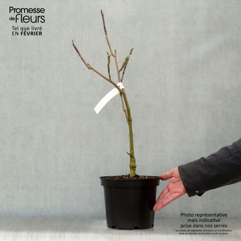 Example of Magnolia Black Tulip - Beverboom Pot van 4 l/5 l as you get in hiver