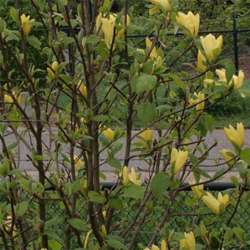 Magnolia Daphne - Beverboom (Foliage)