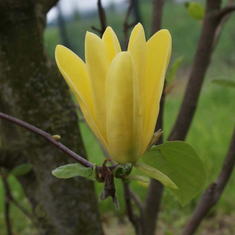 Magnolia Daphne - Beverboom (Flowering)