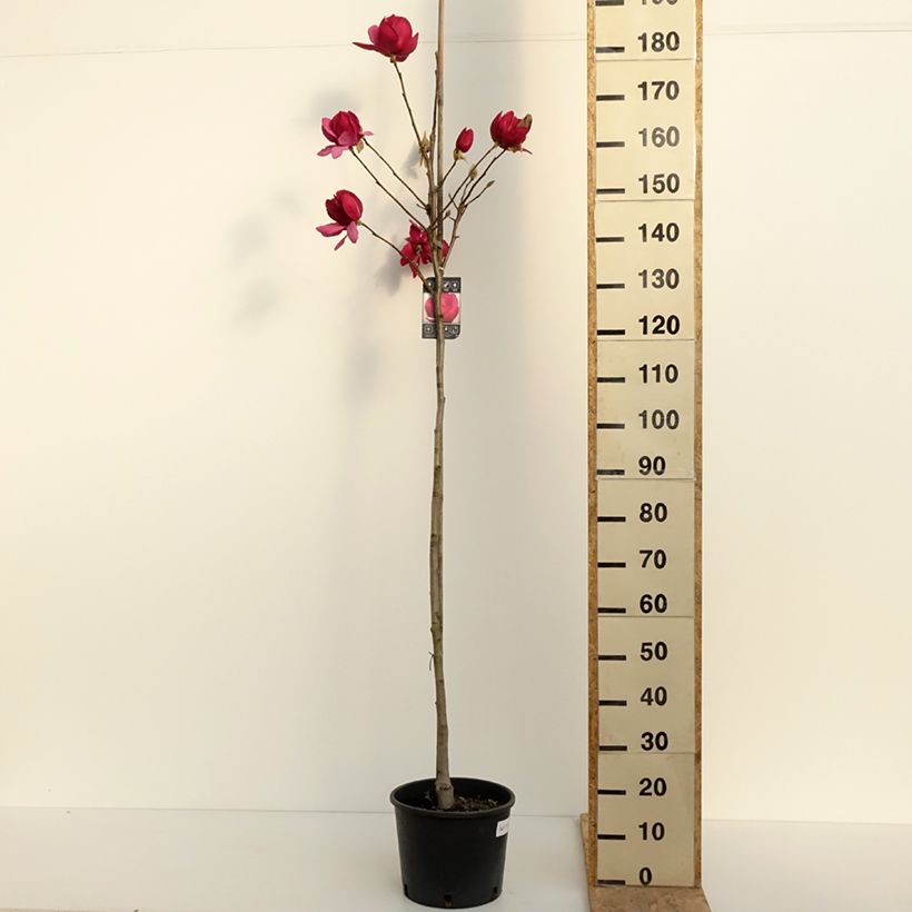 Exemplaar van Magnolia Emperor - Gewone magnolia Pot van 7,5 l/10 l zoals geleverd in de lente