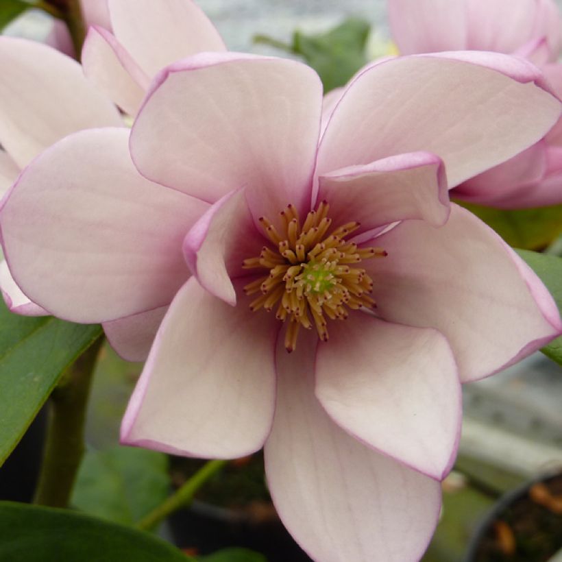 Magnolia Fairy Blush - Bananenstruik (Flowering)
