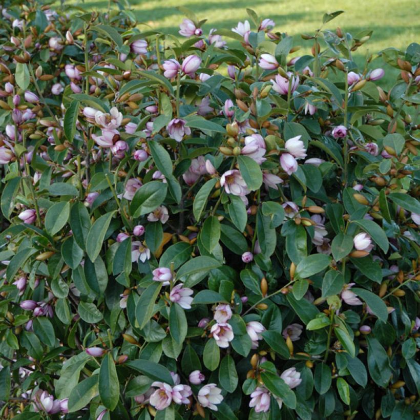 Magnolia Fairy Blush - Bananenstruik (Plant habit)