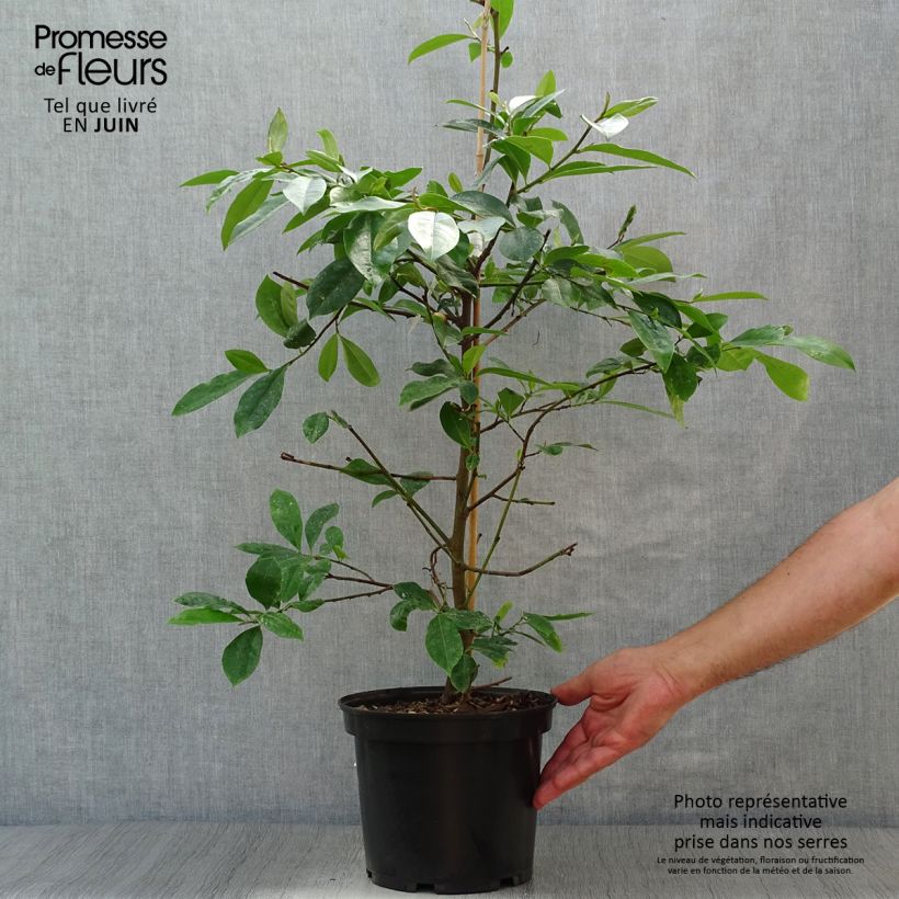 Exemplaar van Magnolia Fairy Blush - Bananenstruik Pot van 4 l/5 l zoals geleverd in de zomer
