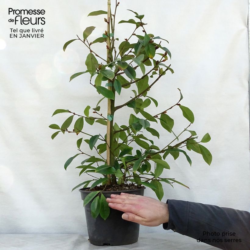 Example of Magnolia Fairy Blush - Bananenstruik Pot van 4 l/5 l as you get in hiver